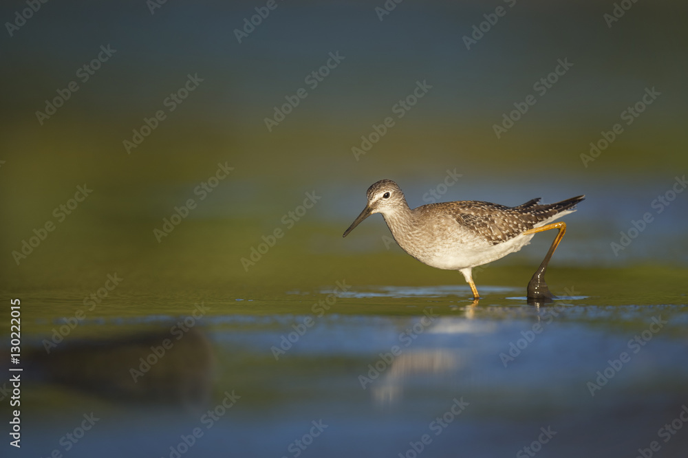 A Lesser Yellowlegs works its way through the shallow mud early one morning searching for food. A Lesser Yellowlegs works its way through the shallow mud early one morning searching for food.