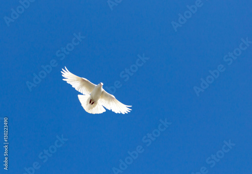 white dove on a blue sky