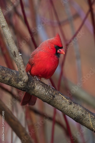 Northern Cardinal