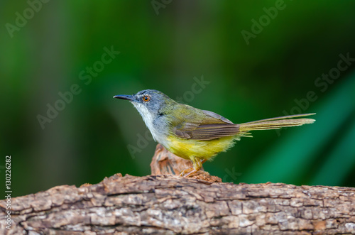 Yellow-bellied Prinia or Yellow-bellied Wren-warbler(Prinia flaviventris), beautiful yellow bird on branch with green background.