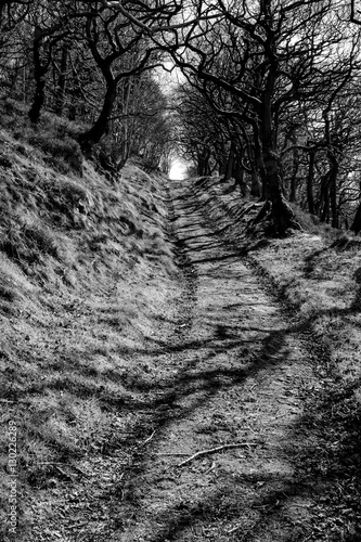 Tree tunnel