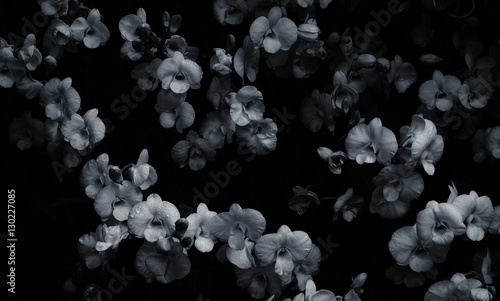 white orchid flower with low-key style horizontal in black and white   © bluehand