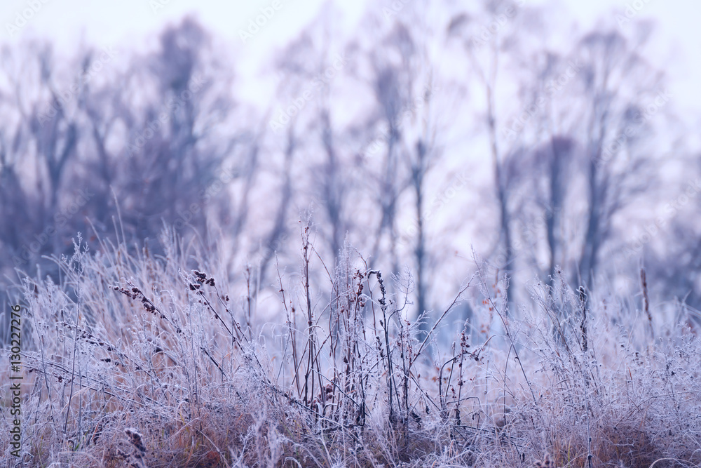 grass in a meadow covered with frost, and the  gentle silhouettes of tree.  The natural form of late fall, the first frost.

