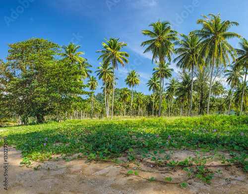 Relaxing on remote paradise beach. Untouched sandy Nang Thong Beach with palms trees in Khao Lak  Thailand. Summer holiday vacation background