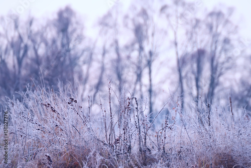 grass in a meadow covered with frost  and the  gentle silhouettes of tree.  The natural form of late fall  the first frost.  