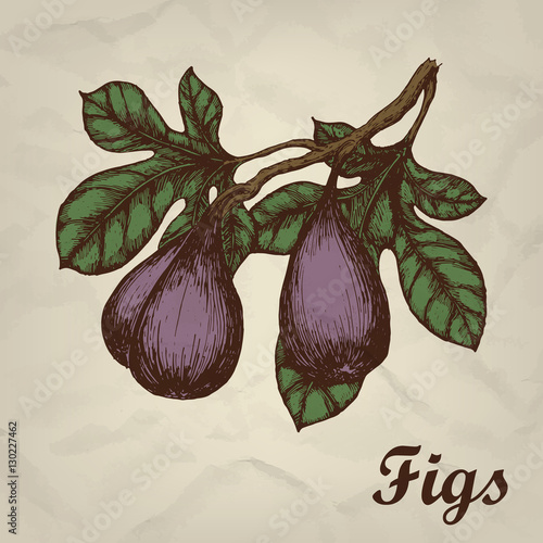 Branch with figs hand drawn vintage style. Vector illustration.