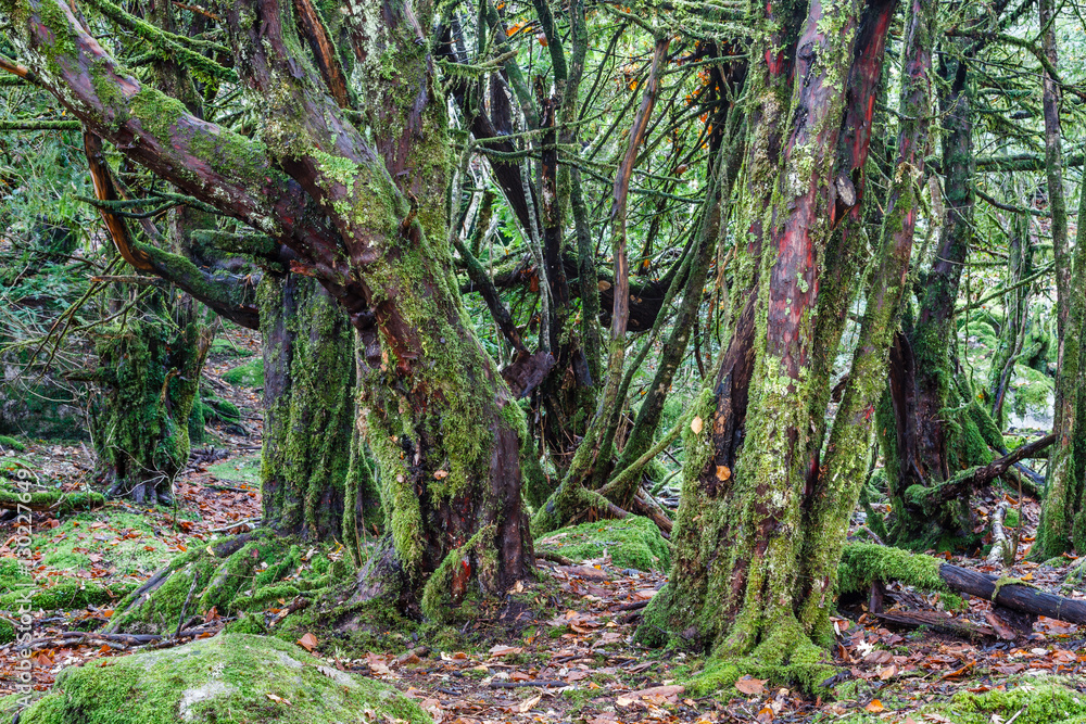 Fototapeta premium Bosque de Tejos Comunes. Taxus baccata. El Tejedelo. Requejo de Sanabria, Zamora, España.