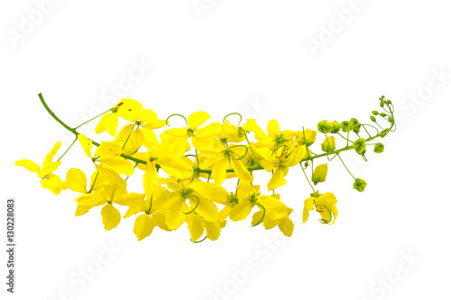Fototapeta Naklejka Na Ścianę i Meble -  Flowers of Cassia fistula or Golden shower, national tree on white background.Saved with clipping path.
