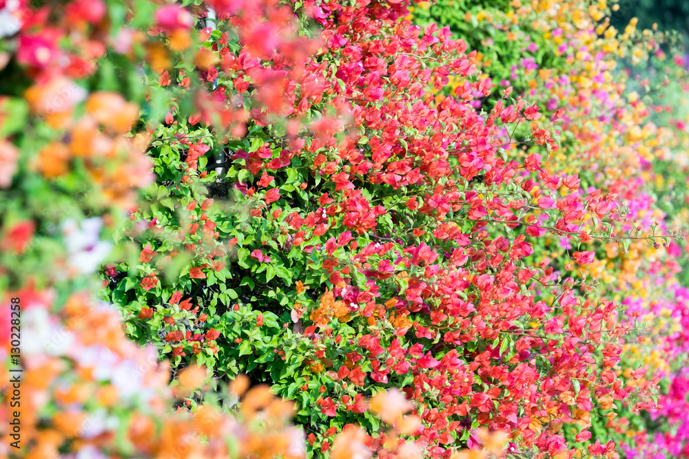 Colorful bush of paper flower in the garden.