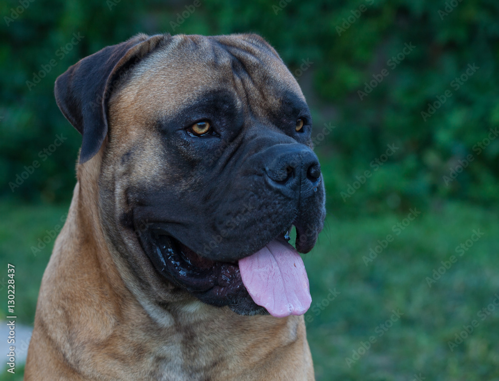 Eyes amber-colored.  Closeup portrait of a beautiful dog breed South African Boerboel. South African Mastiff.