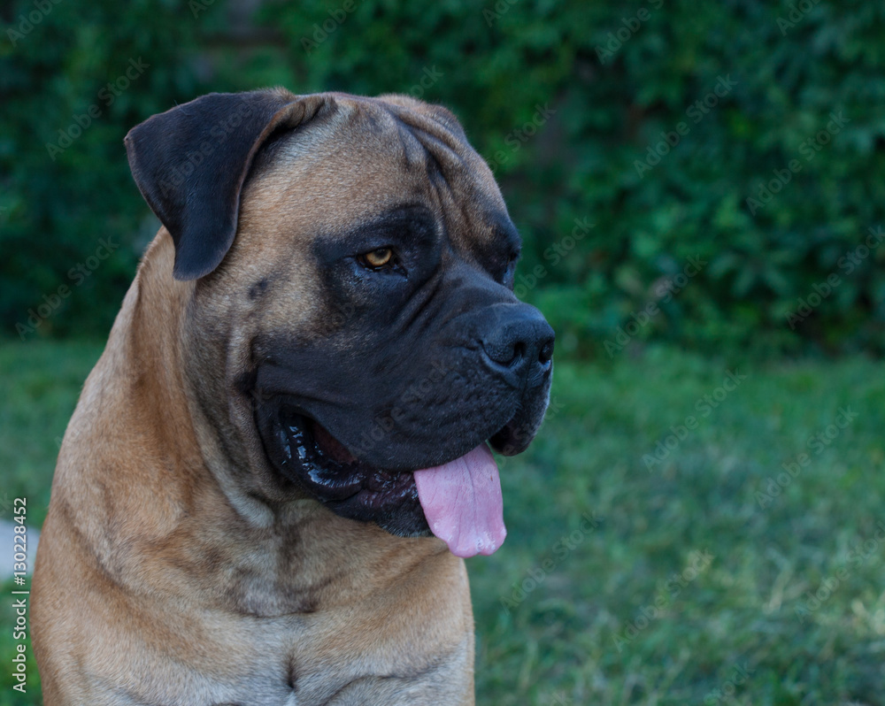 Eyes amber-colored.  Closeup portrait of a beautiful dog breed South African Boerboel. South African Mastiff.