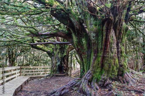 Tejos Comunes milenarios. Taxus baccata. Bosque El Tejedelo. Requejo de Sanabria, Zamora, España. photo