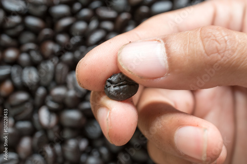 Fresh roasted coffee beans pouring out of cupped hands.