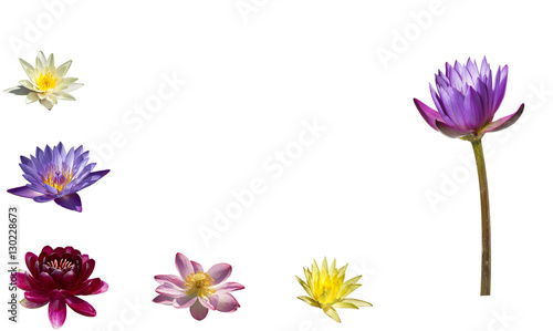 A collage of colorful water lilies and lotuses on white background isolated © vesta48
