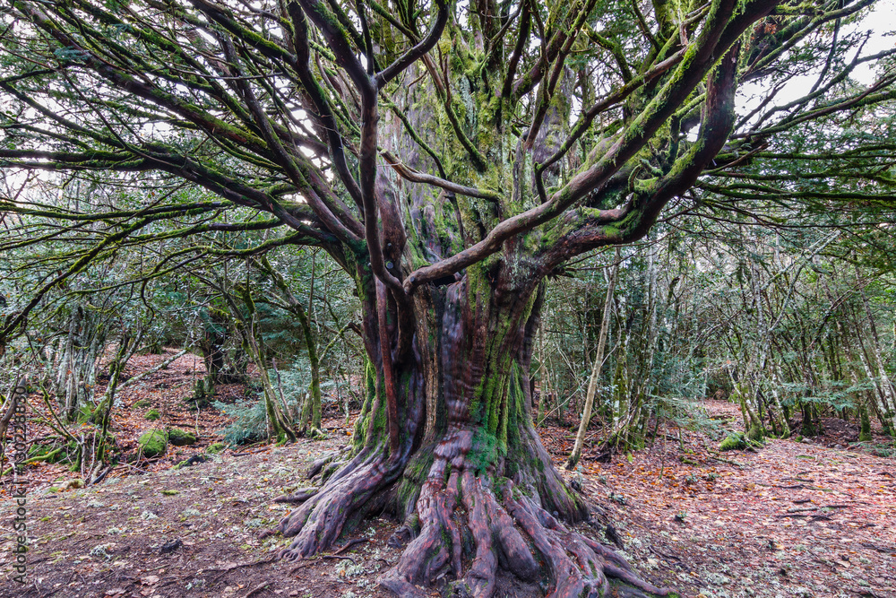 Naklejka premium Tejo Común milenario. Taxus baccata. Bosque El Tejedelo. Requejo de Sanabria, Zamora, España.