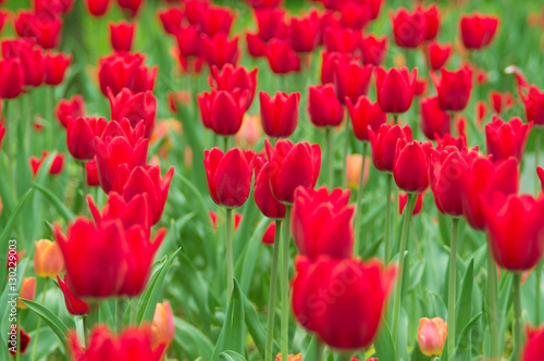 red tulips in the park. Spring landscape.