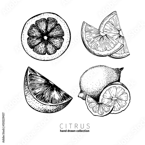 Vector set of citrus fruits. Orange, lemon, lime and bloody orange slices. White background. Hand drawn ink icons.