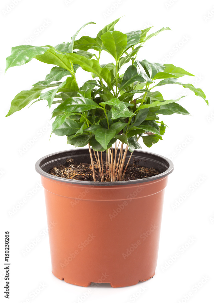 Coffee Tree Coffee Tree