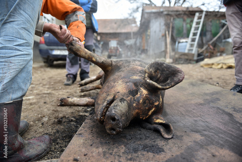 Slaughter remove the hair of the pig with a knife