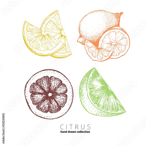 Vector set of citrus fruits. Orange, lemon, lime and bloody orange slices. Isolated on white background.