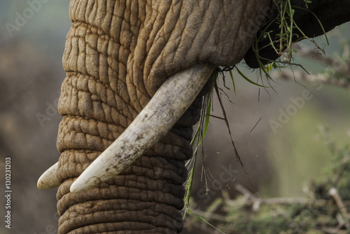 Trunk and Tusks