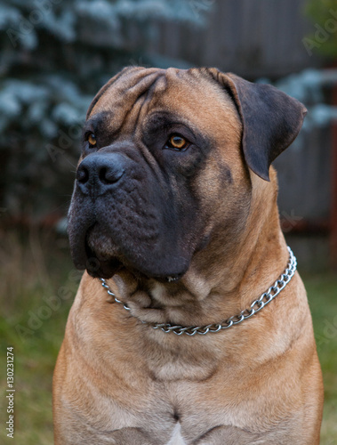 Eyes amber-colored. Closeup portrait of a beautiful dog breed South African Boerboel. South African Mastiff.
