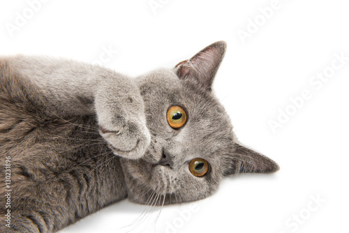 British shorthair grey cat isolated