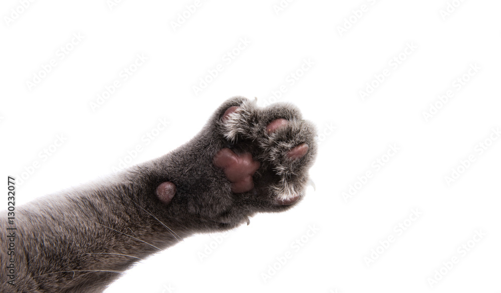 Fototapeta premium gray cat paw