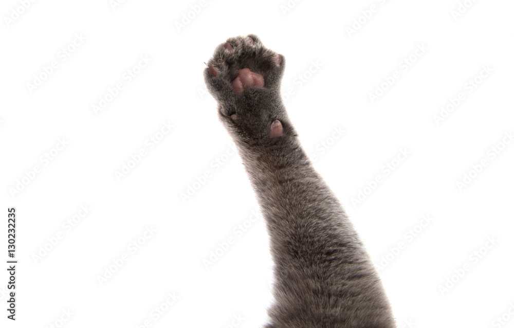 Naklejka premium gray cat paw