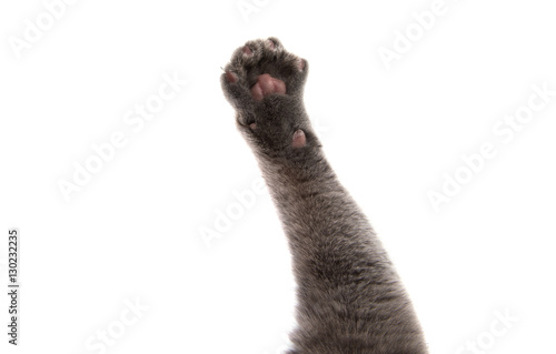 gray cat paw