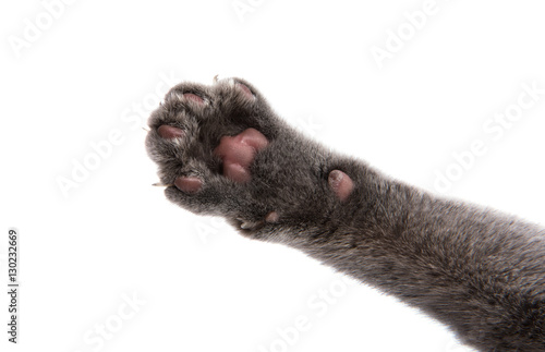 Fototapeta Naklejka Na Ścianę i Meble -  gray cat paw