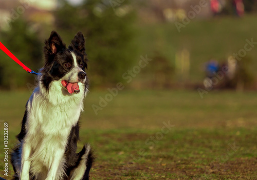 Portrait of border collie lying on lawn