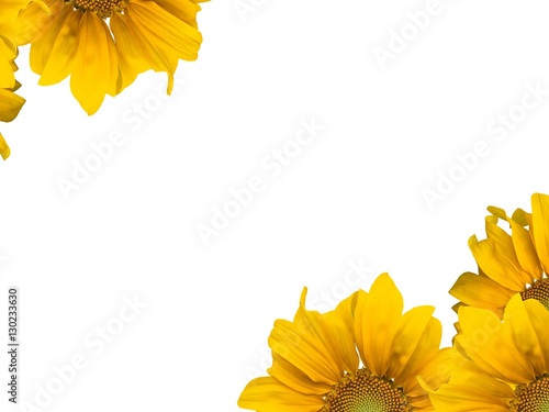 Sunflowers and white background.