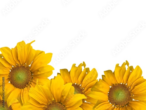 Sunflowers and white background.