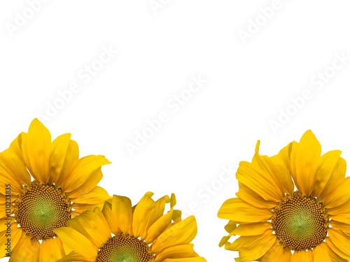 Sunflowers and white background.