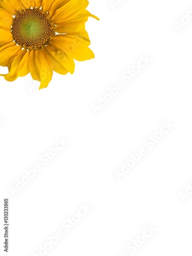 Sunflowers and white background.