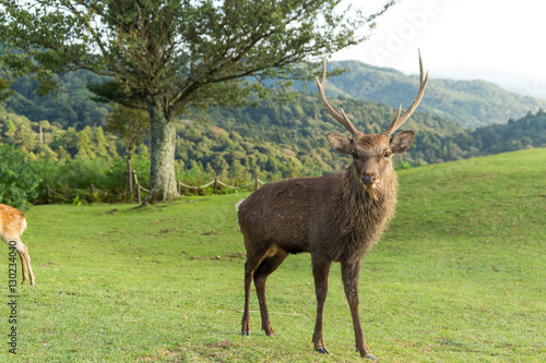 Buck deer in the park