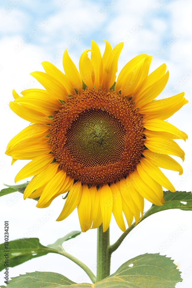 Sunflowers field at beautiful in the garden.