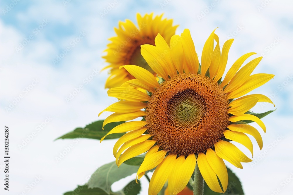 Sunflowers field at beautiful in the garden.