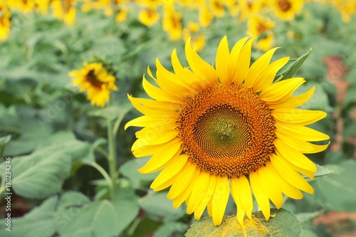 Sunflowers field at beautiful in the garden.