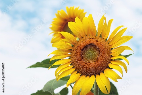 Sunflowers field at beautiful in the garden.