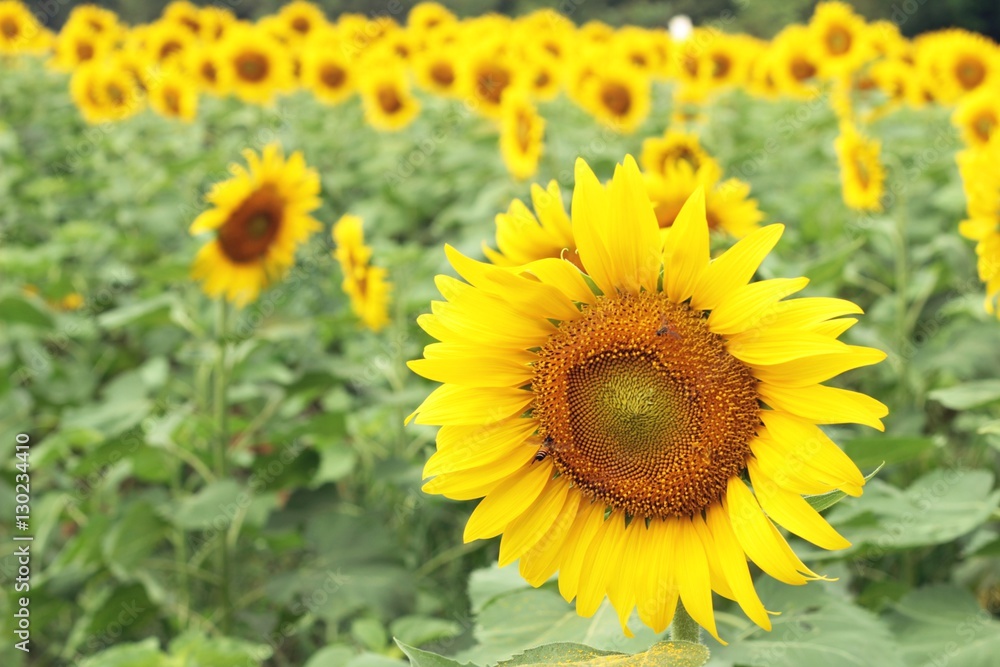Sunflowers field at beautiful in the garden. Sunflowers field at beautiful in the garden.