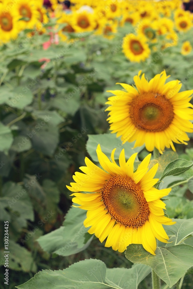 Sunflowers field at beautiful in the garden. Sunflowers field at beautiful in the garden.