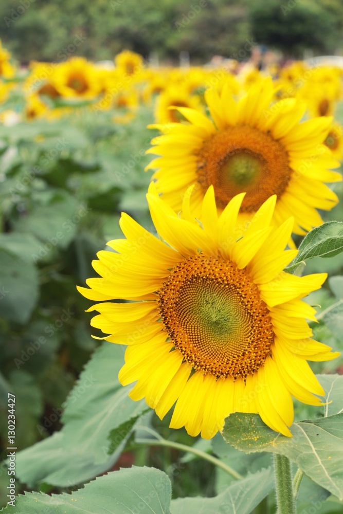 Sunflowers field at beautiful in the garden. Sunflowers field at beautiful in the garden.