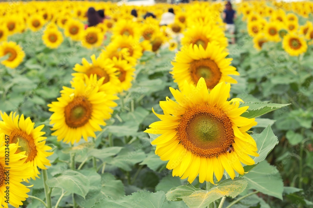 Fototapeta premium Sunflowers field at beautiful in the garden.