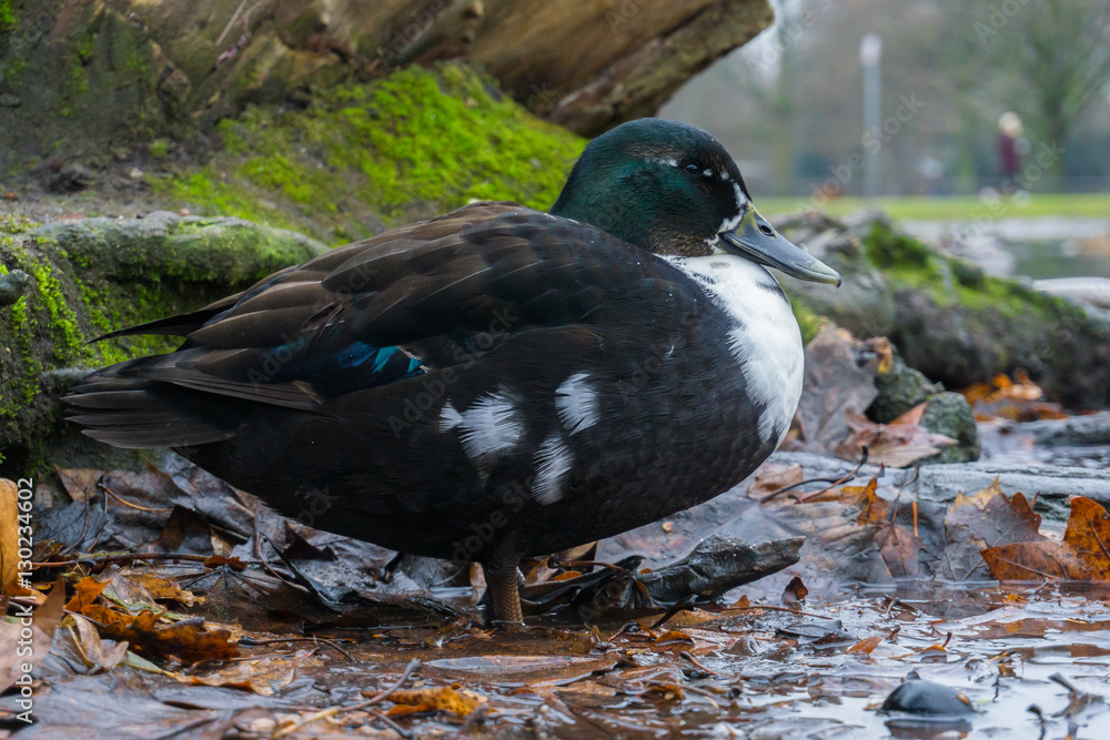 Ente steht in einer Pfütze mit Blättern Ente steht in einer Pfütze mit Blättern