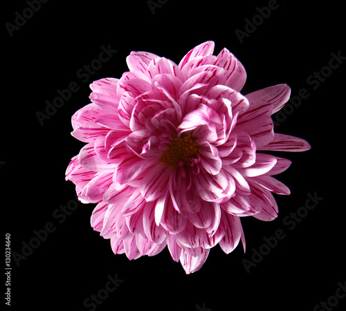 Beautiful daisy flower on black background