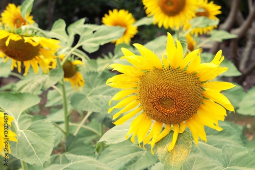 Sunflowers field at beautiful in the garden.