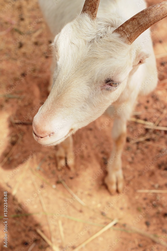 Fototapeta premium Goat