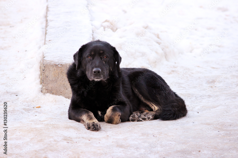 stray dog lies on the snow curled up in the winter stray dog lies on the snow curled up in the winter